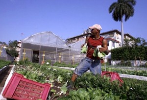 urban agriculture, urban farm, cuba, sustainability, gardening